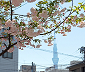一葉桜とスカイツリー